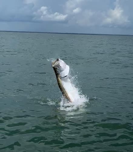 Tightlines Saltwater Fishing Charters, LLC - Tightlines Saltwater Fishing Charters, LLC