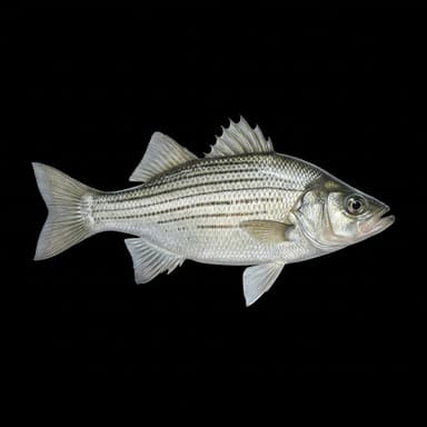 White Bass