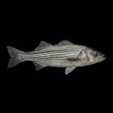 Striped Bass