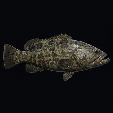 Black Grouper