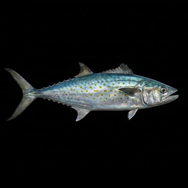 Spanish Mackerel