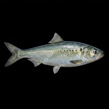 American Shad