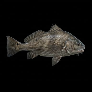 Black Drum