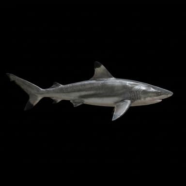 Blacktip Shark
