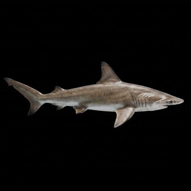 Bonnethead Shark