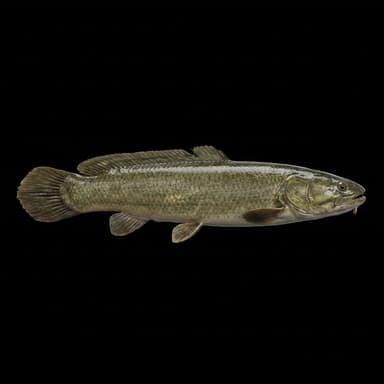 Bowfin