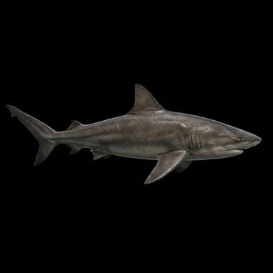 Bull Shark