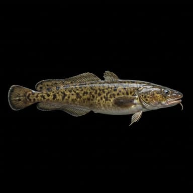 Burbot