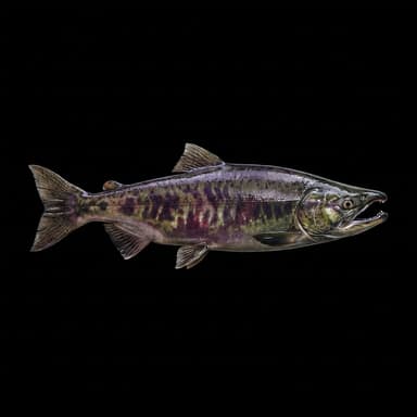 Chum Salmon