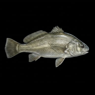 Freshwater Drum