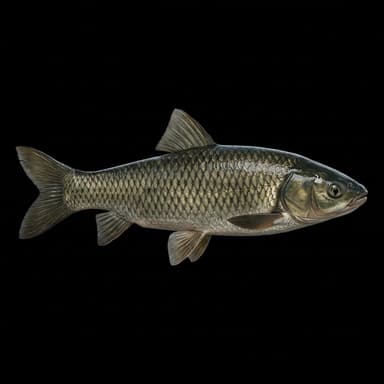 Grass Carp