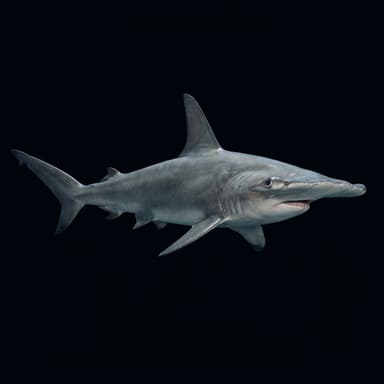Great Hammerhead