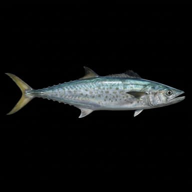 King Mackerel