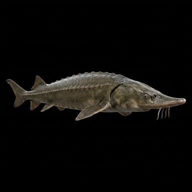 Lake Sturgeon