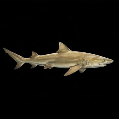 Lemon Shark