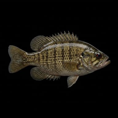 Rock Bass