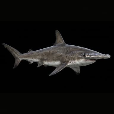 Scalloped Hammerhead