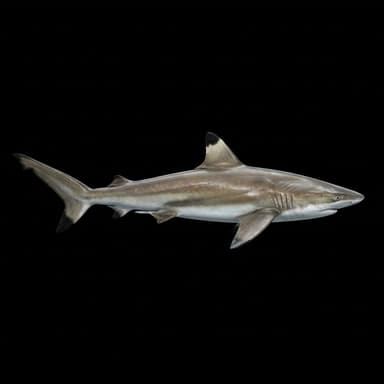 Spinner Shark