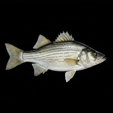 White Bass