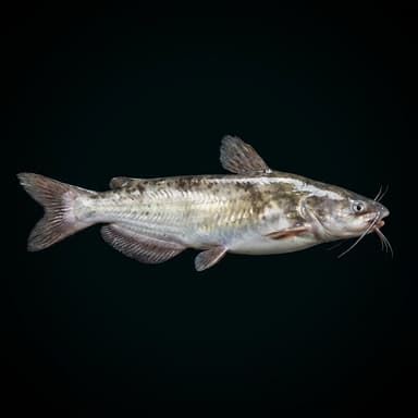 White Catfish