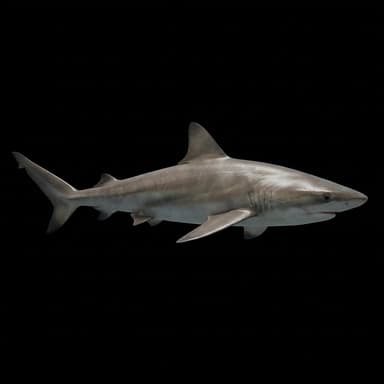Finetooth Shark