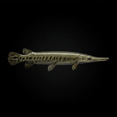 Longnose Gar